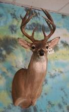 13pt. Whitetail Deer Shoulder Taxidermy Mount