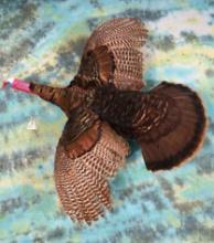 Flying Wild Turkey Taxidermy Mount