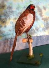 Standing Ringneck Pheasant Taxidermy Bird Mount