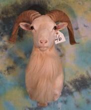 Texas Dall Sheep Shoulder Mount Taxidermy