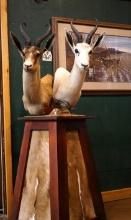 African Black & White Springbuck Gazelle Shoulder Floor Pedestal Taxidermy Mount