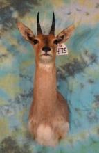 African Southern Mountain Reedbuck Shoulder Taxidermy Mount