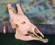 Whole Mature Giraffe Skull Taxidermy