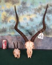 African Bush Duiker & Southern Impala Skulls Taxidermy