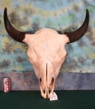 American Bison Skull Taxidermy