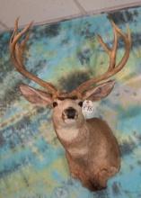 4 x 4 Mule Deer Shoulder Taxidermy Mount