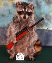 Brand New Full Body Raccoon Going Hunting Taxidermy Novelty Mount