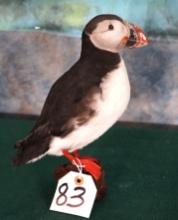 Atlantic Puffin Taxidermy Bird Mount