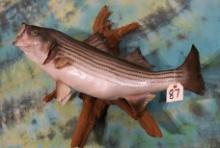 31" Real Skin Striped Bass Taxidermy Fish Mount
