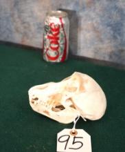 Complete Patas Monkey Skull Taxidermy