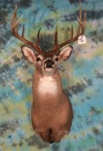 Big 10pt. Typical Wild Whitetail Deer Shoulder Mount Taxidermy