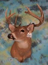 10pt.Missouri Whitetail Deer 150+ gross Shoulder Taxidermy Mount