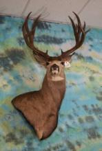 Gorgeous 14pt. Offset Shoulder Quality Mule Deer Taxidermy Mount