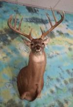 Wide South Texas 10pt. Whitetail Deer Shoulder Taxidermy Mount