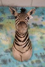 African Zebra Shoulder Taxidermy