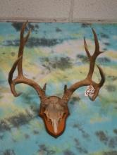 Mule Deer Antlers on Panel Taxidermy