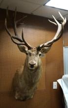 18pt. Giant Red Stag Shoulder Taxidermy Mount