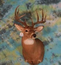 11pt. Whitetail Deer Shoulder Taxidermy Mount