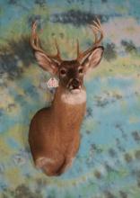 10pt. Whitetail Deer Shoulder Taxidermy Mount