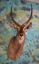 African Common Waterbuck Shoulder Taxidermy Mount