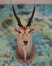 African Livingstone Eland Shoulder Taxidermy Mount