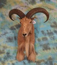 Beautiful Aoudad Sheep Shoulder Taxidermy Mount