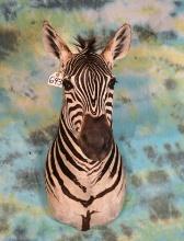 Beautiful African Zebra Shoulder Taxidermy Mount