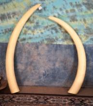 Beautiful Pair of Large African Elephant Tusk Fiberglass Reproduction Taxidermy