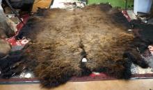 Large Soft Tanned Full Bison Back skin Taxidermy