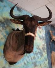 African Nyasaland Wildebeest Shoulder Taxidermy Mount