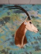 Scimitar Horned Oryx Shoulder Taxidermy Mount