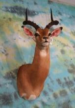 African Southern Impala Shoulder Taxidermy Mount