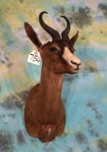 African Black Springbuck Gazelle Shoulder Taxidermy Mount