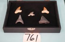 Five Extra High Quality Fossil Shark's Teeth in New Display Case