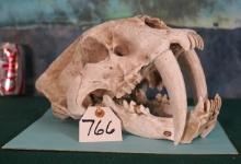Very Nice & New Saber Tooth Tiger Reproduction Skull Taxidermy