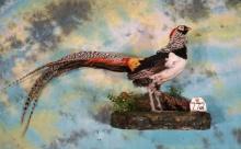 Gorgeous Lady Amherst Pheasant Taxidermy Bird Mount