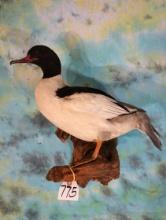 European Goosander Merganser Taxidermy Bird Mount