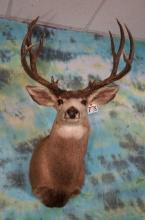 190+gross 13pt. Mule Deer Shoulder Taxidermy Mount