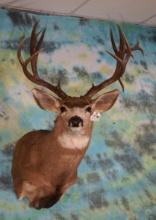 195+ gross 15pt. Mule Deer Shoulder Taxidermy Mount