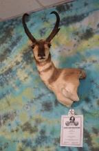 Boone & Crockett 82 4/8"net Pronghorn Antelope Shoulder Taxidermy Mount