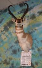 Boone & Crockett 84 net Pronghorn Antelope Shoulder Taxidermy Mount