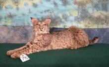 Bobcat Full Body Taxidermy Mount