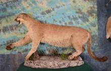 Mountain Lion in Natural Habitat Scene Full Body Taxidermy Mount