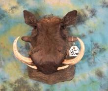 Gold Medal Record Book African Warthog Boar Shoulder Taxidermy Mount