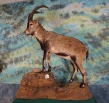 Southeastern Spanish Ibex Full Body Taxidermy Mount in Habitat