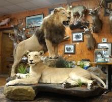 Pair of African Lions Full Body Taxidermy Mounts in Natural Habitat **Texas Residents Only!**