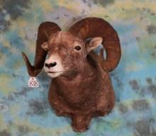 Rocky Mountain Bighorn Sheep Shoulder Taxidermy Mount