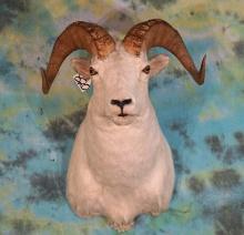 Alaskan Dall Sheep Shoulder Taxidermy Mount