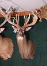 302 2/8" gross 31pts. Ohio Monster Whitetail Non-typical Shoulder Taxidermy Mount