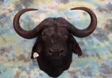 # 57 SCI Record Book African Cape Buffalo Shoulder Taxidermy Mount